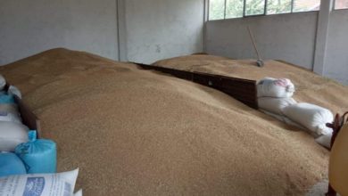 Photo of Жетвата на пченицата на половина, откупната цена не ги покрива трошоците