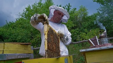 Photo of Гоце Ружински-од хоби пчеларење до мал семеен бизнис