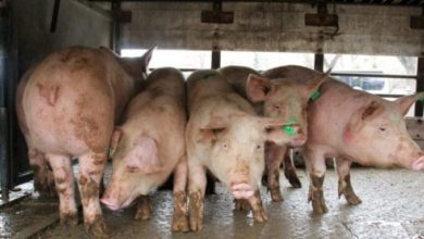 Photo of Германија: Први случаи на африканска чума меѓу домашните свињи