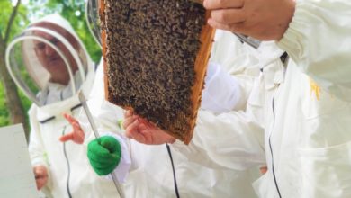 Photo of Обука за Пчелар за основно пчеларство на одржлив начин преку Агенцијата за вработување