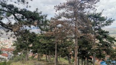 Photo of Боров четник ги напаѓа шумите низ Македонија, но нема да се прска со инсектицид зашто е штетно за околината