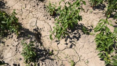 Photo of Левица: Владата и Министерството за земјоделство да прогласат елементарна непогода од суша