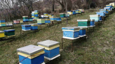 Photo of Климатските промени погубни за пчеларите и за земјоделското производство