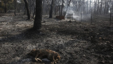 Photo of Огнената стихија ги погоди атарите на над 100 македонски села, потребно е одговорно однесување на секој од нас