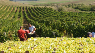 Photo of „Напредни лозари” бара двојно повисоки субвенции за винско грозје
