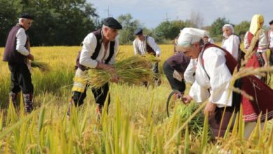 Photo of Земјоделците од Кочанско ја почнаа жетвата на оризот