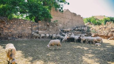 Photo of Сојуз на одгледувачи на овци-Потребен ни е нов и функционален закон за пасишта