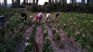 Photo of Со ИПАРД 3 за седум години во македонското земјоделство ќе влезат инвестиции од 250 милиони евра