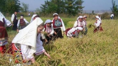 Photo of „Деновите на кочанскиот ориз“ се одбележуваат со револт на земјоделците од ниските откупни цени