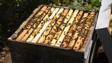 Photo of И пчеларството станува се’ позагрозена сточарска гранка кај нас