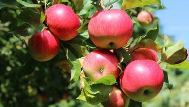 Photo of Македонското јаболко ќе се извезува во Украина без царина