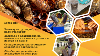 Photo of Кампања за значењето на автохтоната македонска медоносна пчела