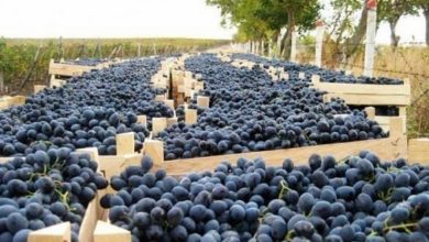 Photo of Во Република Српска забранет увоз на грозје од Македонија поради пестициди