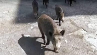 Photo of Диви свињи се шетаат по улиците на Рим (ВИДЕО)