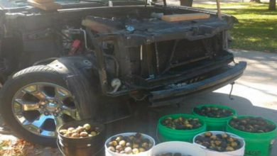 Photo of Верверица скрила 70 кг ореви во возило-Сопственикот морал да го отстрани предниот дел за да исчисти сѐ! (ФОТО)