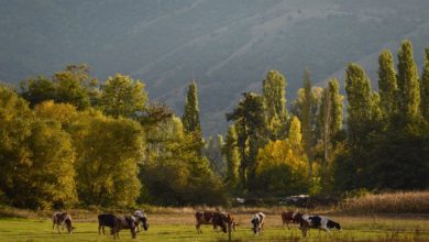 Photo of Македонија умерено подготвена во областа на земјоделството и руралниот развој, оценува ЕК