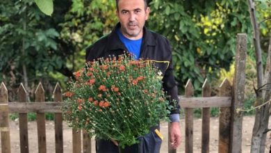 Photo of Сашко Василев од Возарци се испроба и во цвеќарството, најубавите хризантеми се во неговите пластеници