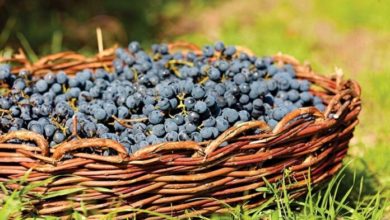 Photo of Која винарска визба откупи најголема количина грозје