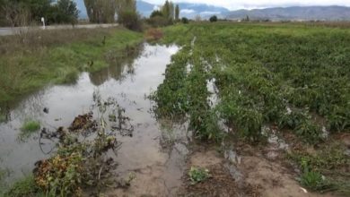 Photo of Дождот ги уништи градинарските култури во Пелагонија