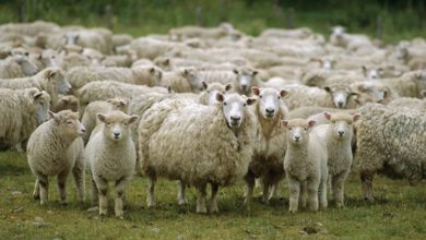 Photo of Мефаил Ајрадини-Стадатa овци се упатија во зимските престојувалишта во Повардарието и Пелагонија
