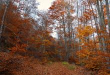 Photo of МЗШВ – На 20 ноември ќе има полагање на ловечки испит