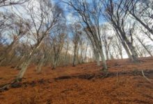 Photo of Сончево и топло до 33 степени, од утре заладување и дожд