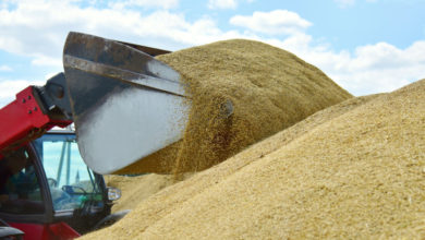 Photo of Житото поскапува на светските берзи