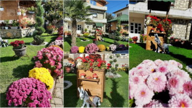 Photo of Дворче во околината на Охрид е вистински цветен рај во ноември (фото)