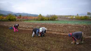 Photo of Шахпаска: Со новиот закон за работни односи ја олеснуваме работата на сезонските работници и во земјоделието