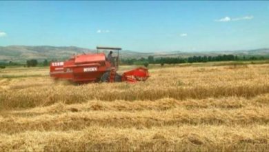 Photo of Оризот ќе исчезне од Кочанското Поле, земјоделците мора да го продаваат за крајно ниски цени