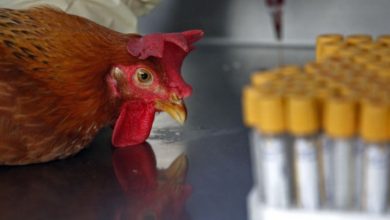 Photo of Птичји грип се шири низ Европа – Франција во состојба на готовност