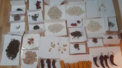 Photo of Вредна збирка стари семиња од регионот на Белчишкото Блато предадена на Земјоделскиот факултет