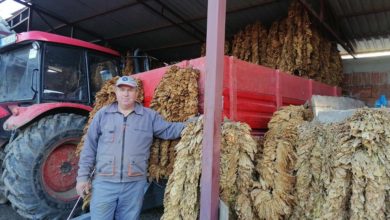 Photo of „Грее“ тутунот на Злате Котевски, голема е неизвесноста за откупните цени