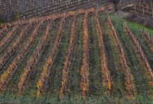 Photo of Времето погодно за земјоделството, добредојдени и најавените врнежи