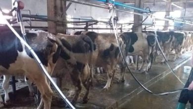 Photo of Современи системи на молзење – спас за млекопроизводството