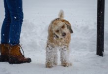 Photo of Облачно и студено време со повремени врнежи од снег