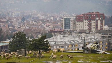 Photo of „Градски“ овци пасат на Златен рид во Битола