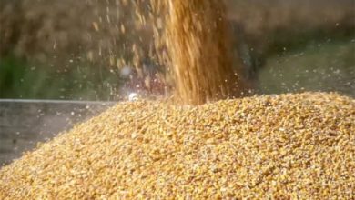 Photo of Ваков увоз на храна се уште не се памети: Зошто Кина купува жито?