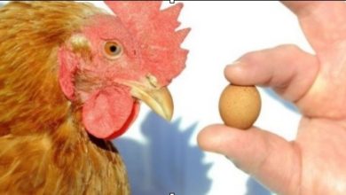Photo of Кокошките несат јајца како луди со лути пиперки