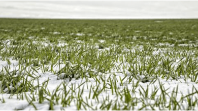 Photo of Снегот е добредојден за пченицата, а овошките се безбедни од мрзнење