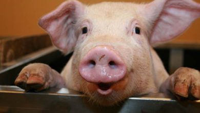 Photo of Црна Гора го забрани увозот на свињи од Македонија