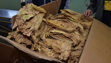 Photo of Шапуриќ-Откупени 14.860 тони тутун, од нив исплатени 93 проценти