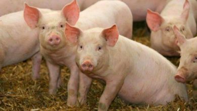 Photo of Се преземаат мерки за контрола и заштита од африканска чума кај свињите во Делчевско