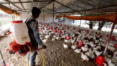 Photo of Поради птичји грип убиени 2,5 милион птици во Франција