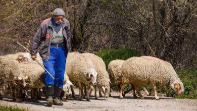 Photo of За овчарите-новата мерка се однесува за заклано јагне во регистриран кланичен капацитет