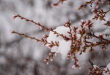 Photo of Климатските промени ќе ги изедат овошјето и зеленчукот!?