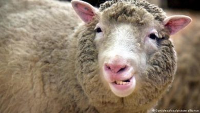 Photo of 25 години од Доли: Што се случи со првото клонирано животно?