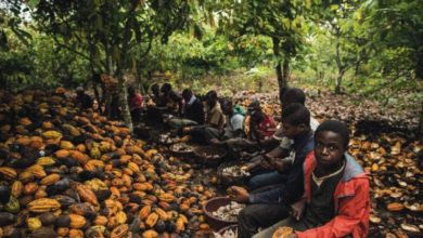 Photo of Нестле ќе им плаќа на земјоделците во Африка децата да одат на училиште наместо да работат на плантажите за какао