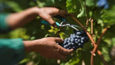 Photo of Винариите да кажат колку грозје ќе откупат годинава и под кои услови
