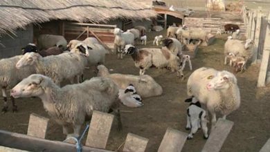 Photo of Огледувачите на овци незадоволни од намалувањето на субвенициите